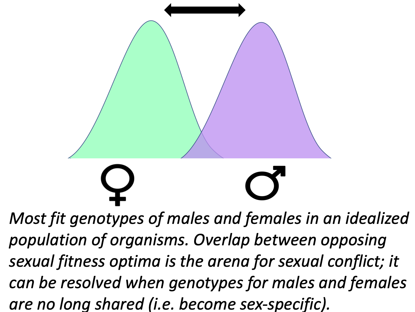 A figure showing two peaks representing male and female fitness optima. An arrow between them shows that they are not static and can movetowards each other or away.